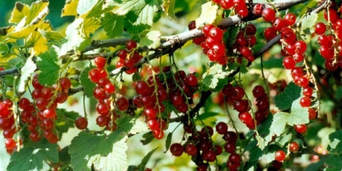 Ribizla crvena tatjana: opis sorte, fotografija, recenzije